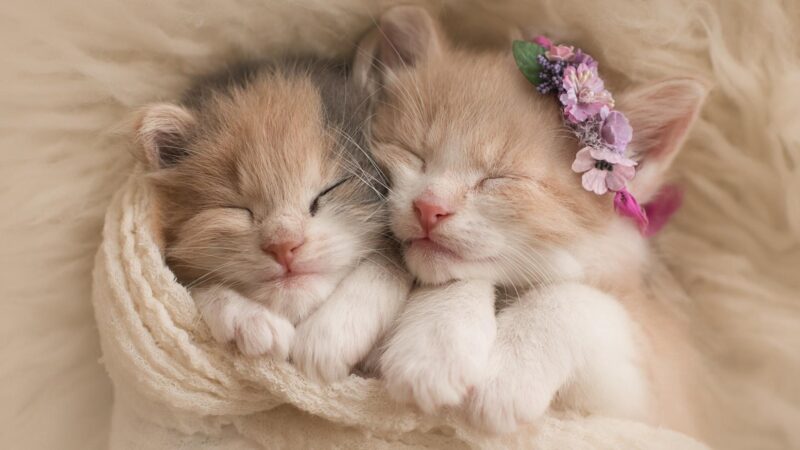 ảnh động vật dễ thương mèo ngủ chung