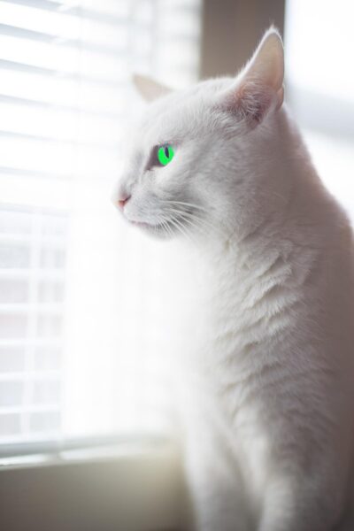 ảnh động vật dễ thương mèo trắng mắt xanh