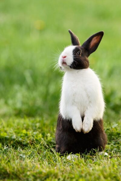 ảnh động vật dễ thương thỏ đứng bằng hai chân