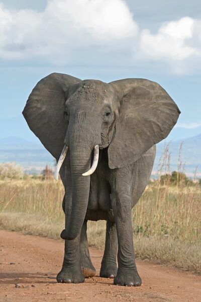 ảnh động vật dễ thương con voi khổng lồ
