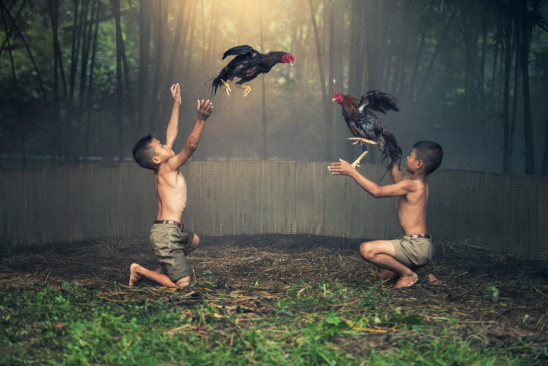 Foto von Hühnern, die im Wald kämpfen
