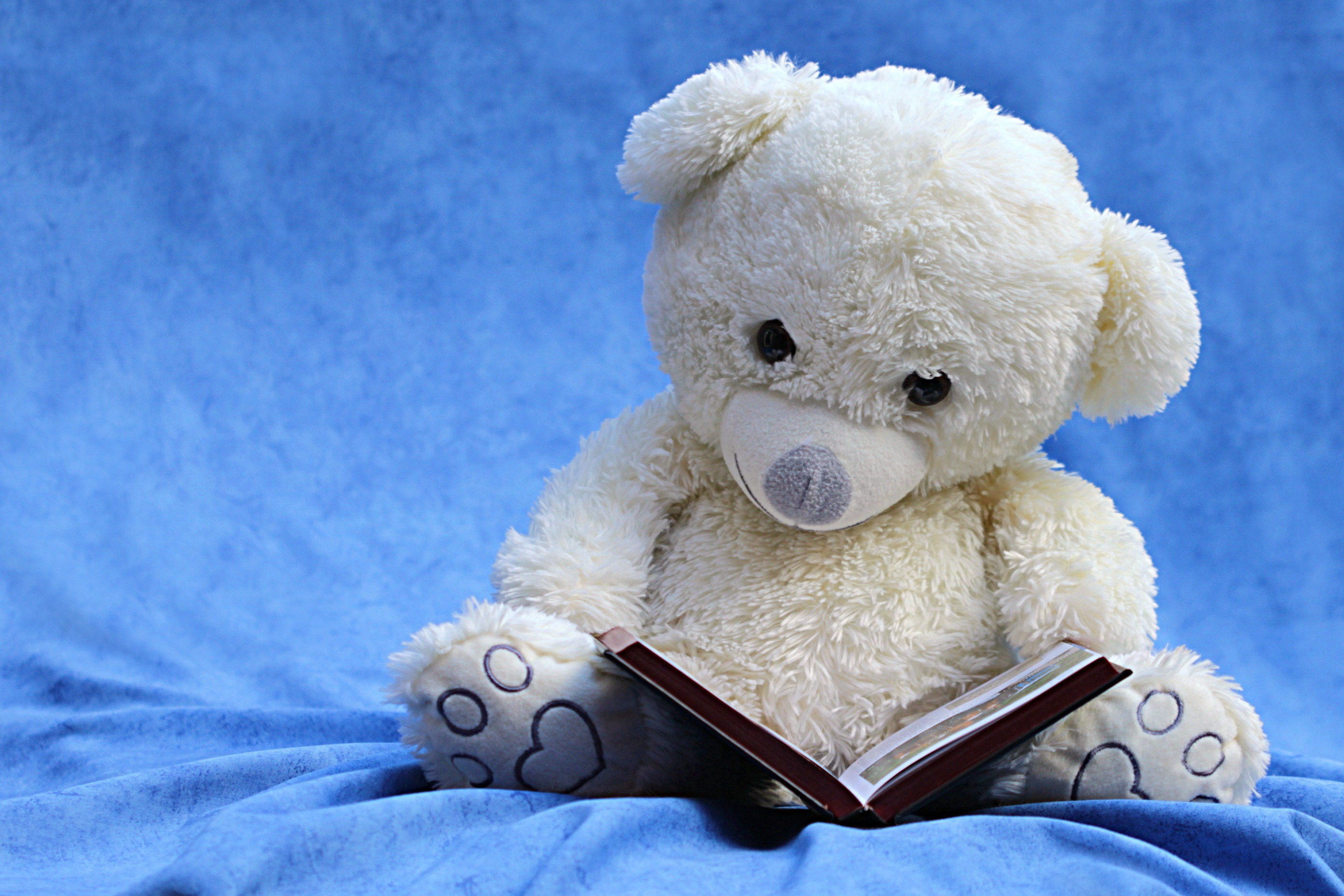 Gấu Trúc Hình Ảnh Đen Và - Ảnh miễn phí trên Pixabay - Pixabay