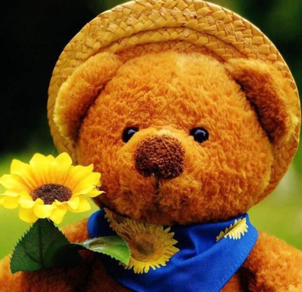 Ảnh gấu bông đẹp nhất và hoa hướng dương