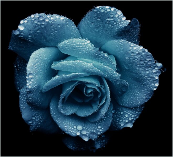 Hình ảnh giọt nước trên hoa hồng xanh