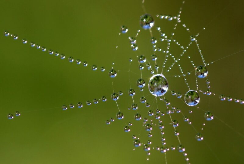 Hình ảnh giọt nước trên mạng nhện