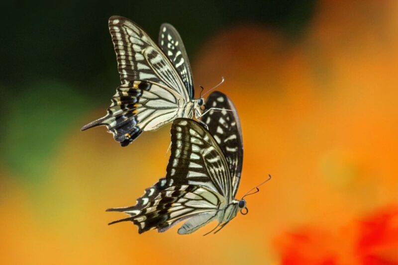 ảnh hai con bướm đang bay