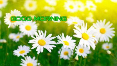 Ảnh hoa chào ngày mới đầy năng lượng tuyệt đẹp