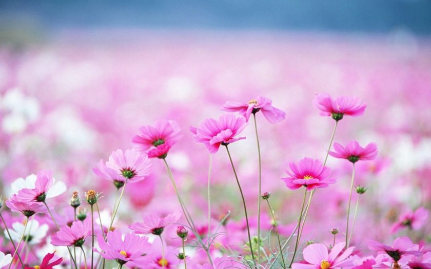 Hình Nền Hoa Sao điện Thoại Hình Nền HD và Nền Cờ đẹp những bông hoa dại  nhỏ sắp xếp hoa hoa nghệ thuật để Tải Xuống Miễn Phí  Lovepik