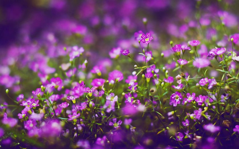 Hình ảnh hình nền hoa dại đẹp nhất dễ thương  VFOVN