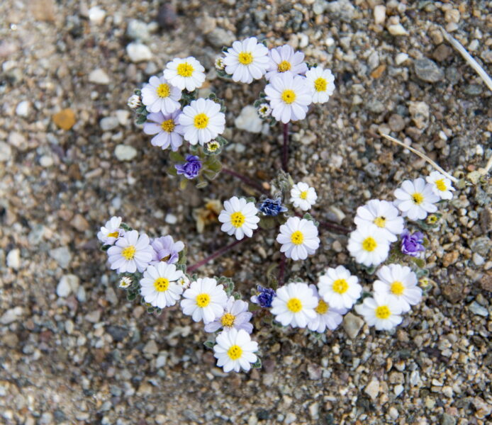 Foto trauriger weißer und gelber Wildblumen
