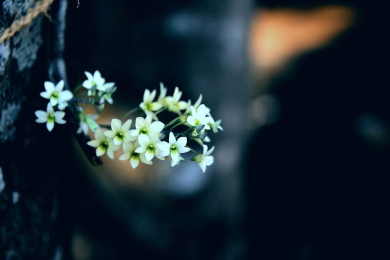 Foto trauriger blauer und weißer Wildblumen