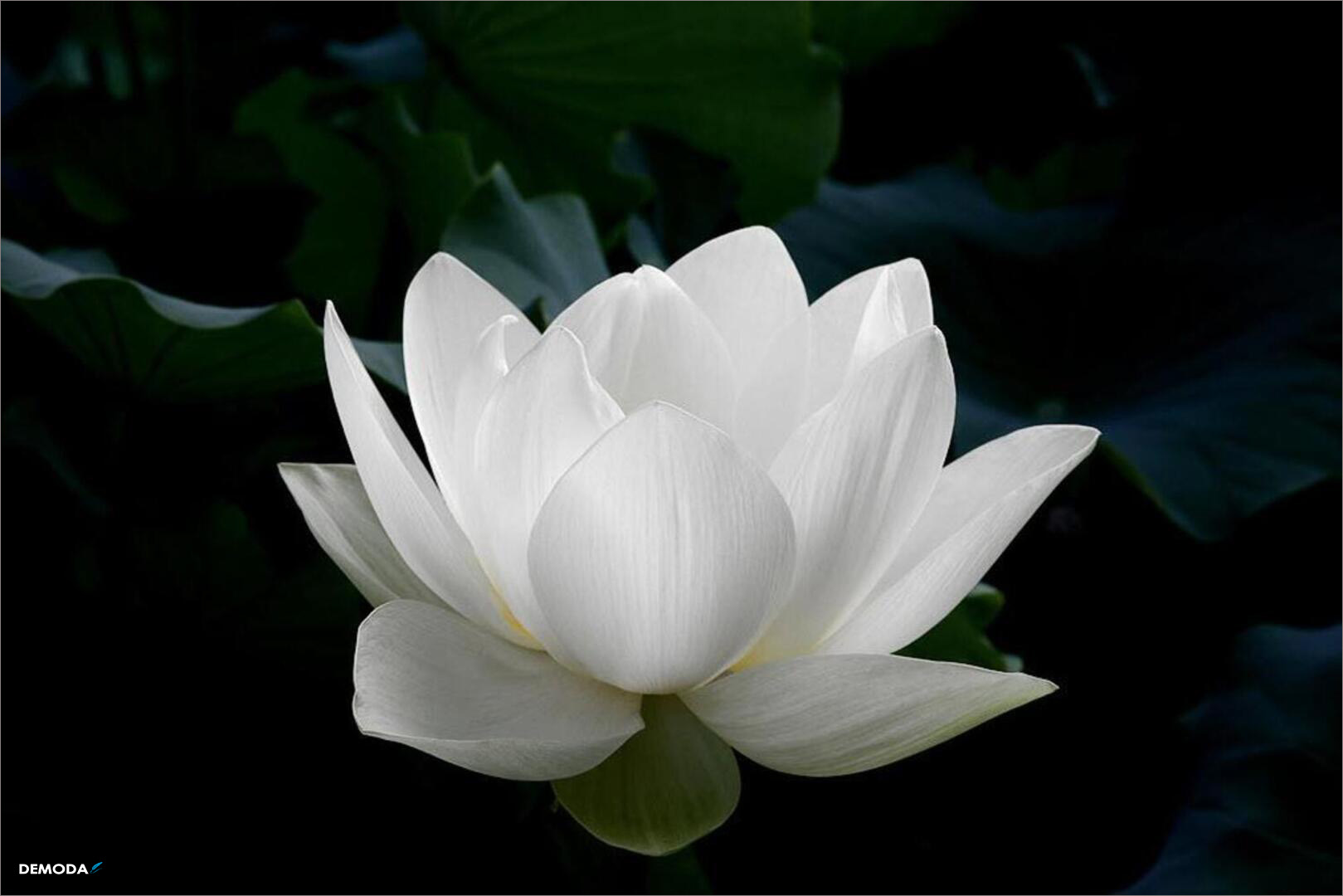 Top hơn 96 hình nền hoa sen trắng nền đen hay nhất  thdonghoadian