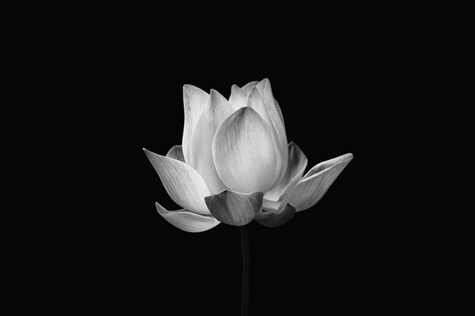 Hình ảnh hoa sen trắng nền đen là một trong những điều đẹp nhất mà mắt con người từng chiêm ngưỡng. Hoa sen được gắn liền với sự thanh tịnh và sự nghiêm trang, đúng như bức tranh hoa sen trắng nền đen cực kỳ tinh tế và ấn tượng này. Hãy để bức ảnh này đưa bạn đến với một thế giới thật tuyệt vời!
