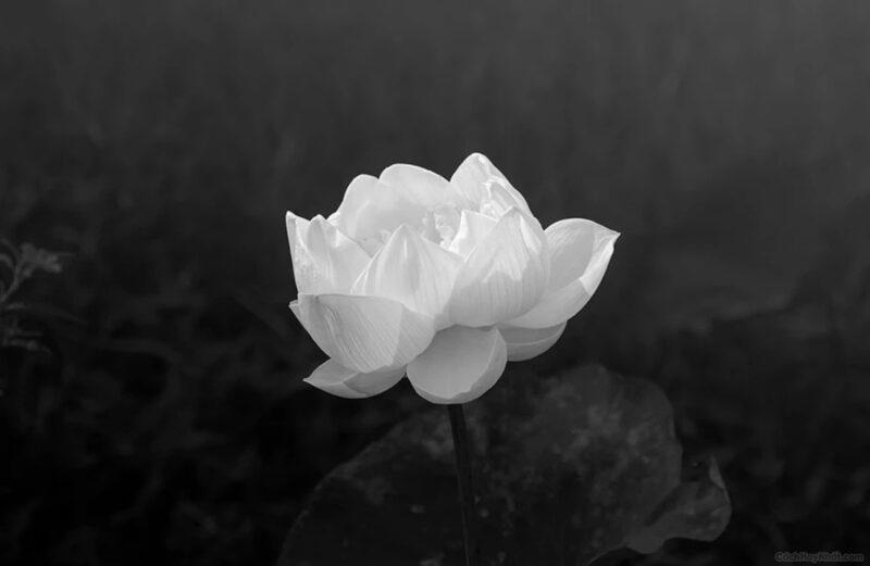 Ảnh hoa sen trắng nền đen nhiều cánh đẹp