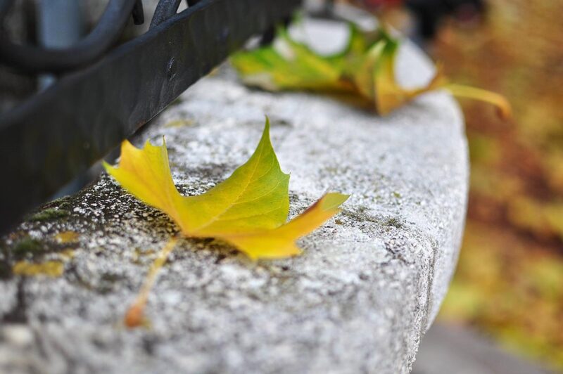 Foto von gelben Blättern, die traurig am Straßenrand herunterfallen