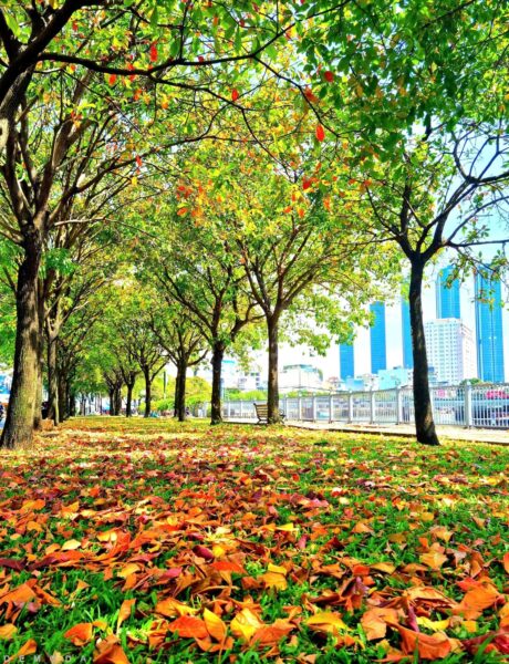 ảnh lá vàng rơi buồn đẹp nhất