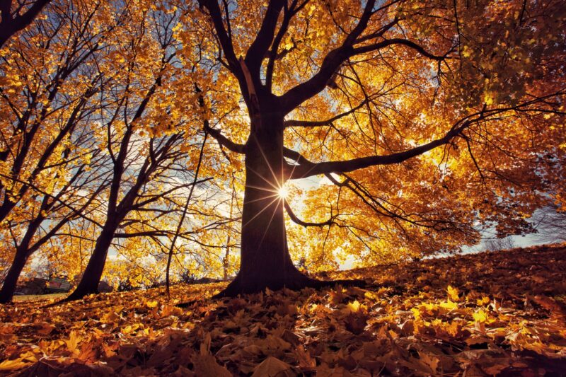 Foto von gelben Blättern, die traurig in die Sonne fallen