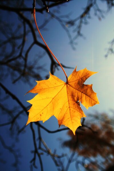 Foto von gelben Blättern, die traurigen grünen Hintergrund fallen