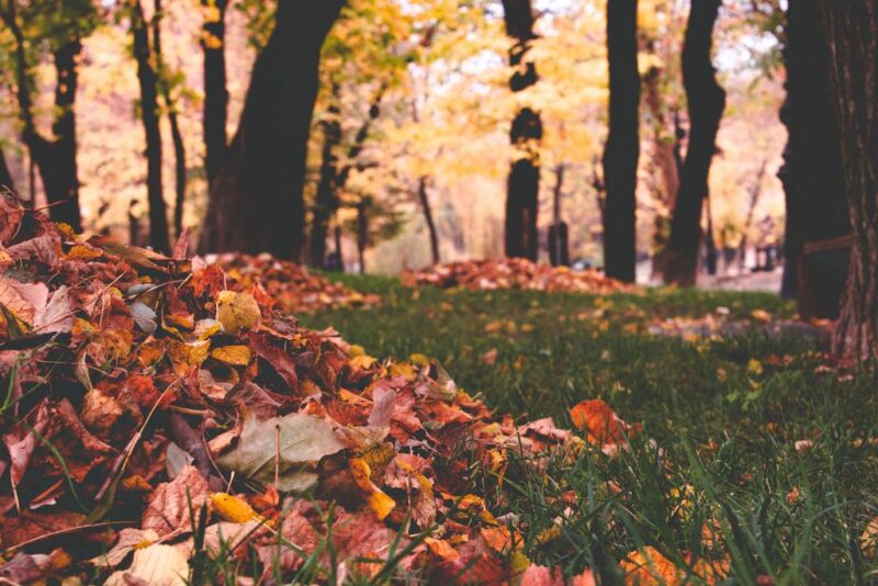 Foto von gelben Blättern, die traurig in den Wald fallen
