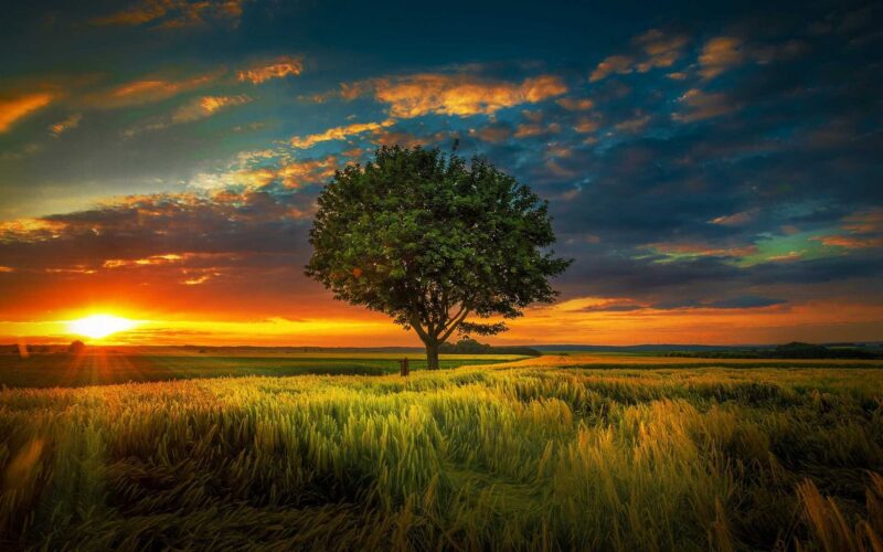 Ảnh mặt trời lặn và đồng cỏ xanh rì