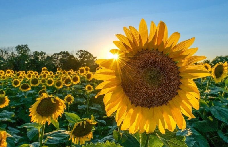 Ảnh mặt trời và hoa hướng dương