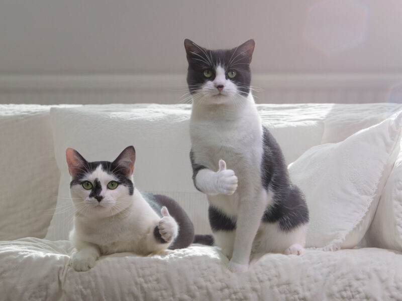 ảnh mèo bựa buồn cười đang like