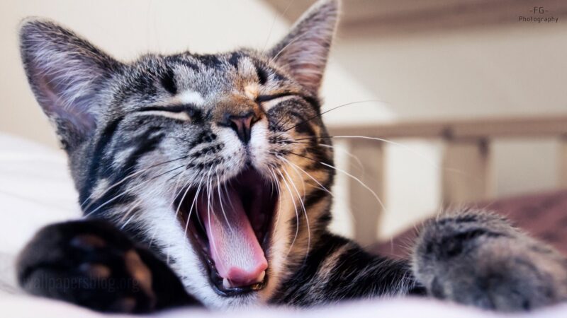 ảnh mèo bựa buồn cười há miệng to