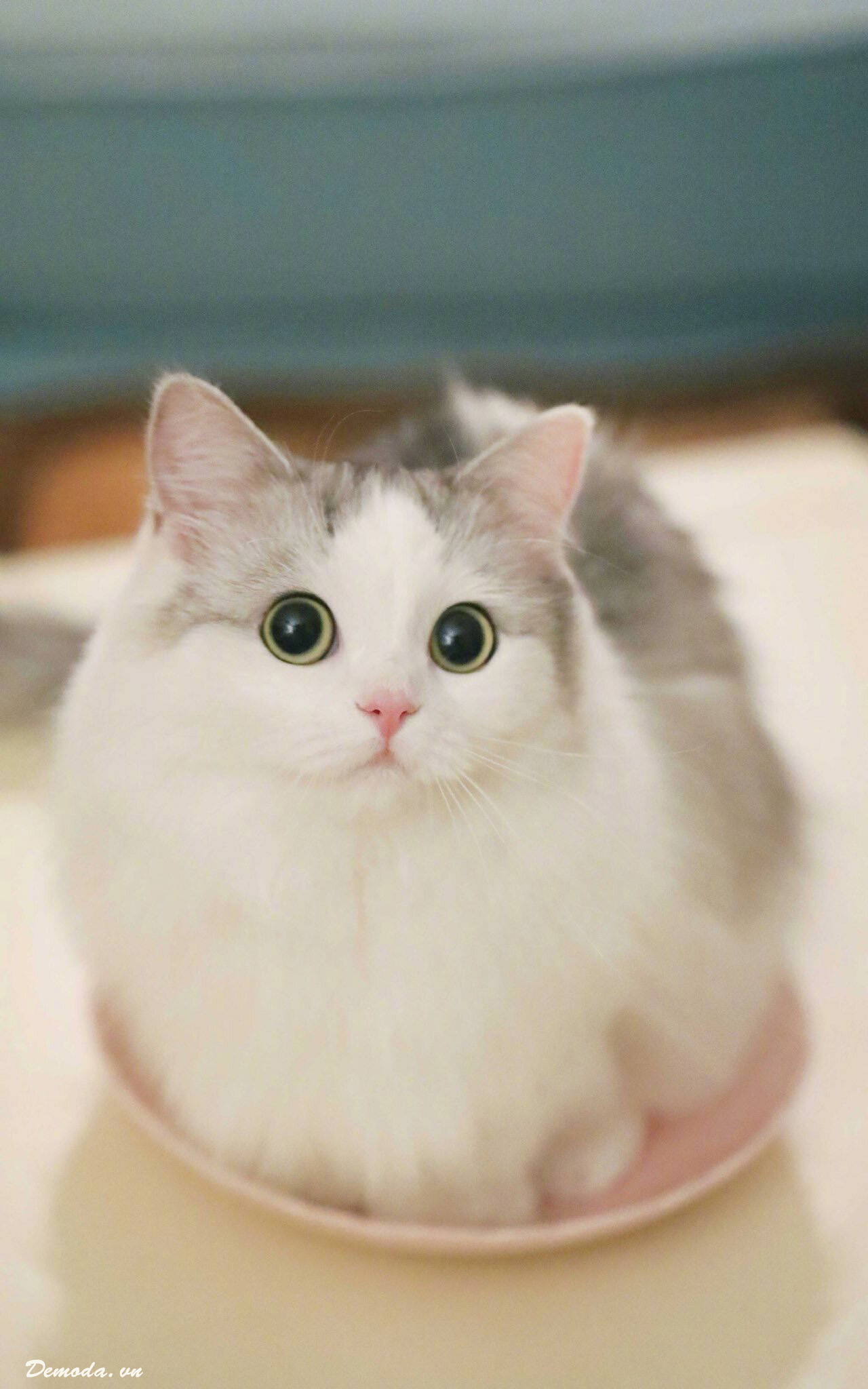 Hình ảnh chú mèo Nhật Bản đạt 15 triệu lượt xem trên YoutubeKênh du lịch LocoBee