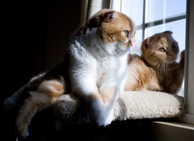 Ảnh mèo Tai Cụp đẹp đang nằm bên cửa sổ