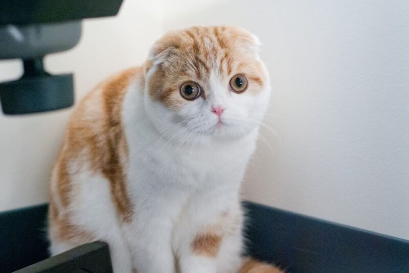 Ảnh mèo Tai Cụp đẹp, đáng yêu đang rụt cổ