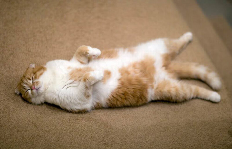 Ảnh mèo Tai Cụp đẹp nằm đưa bụng