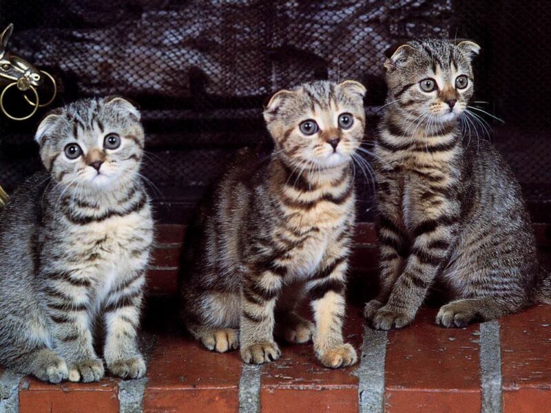 Ảnh mèo Tai Cụp đẹp và dễ thương