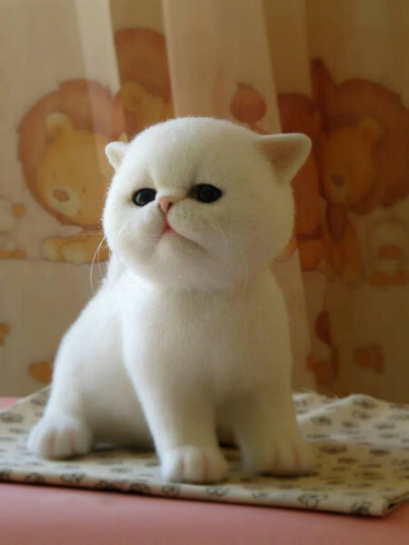 Ảnh mèo Tai Cụp đẹp với bộ lông được cắt tỉa gọn gàng