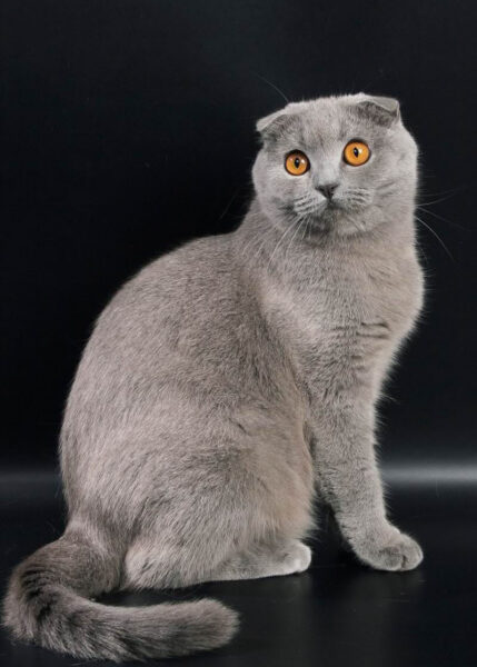 Ảnh mèo Tai Cụp đẹp với đô mắt to long lanh