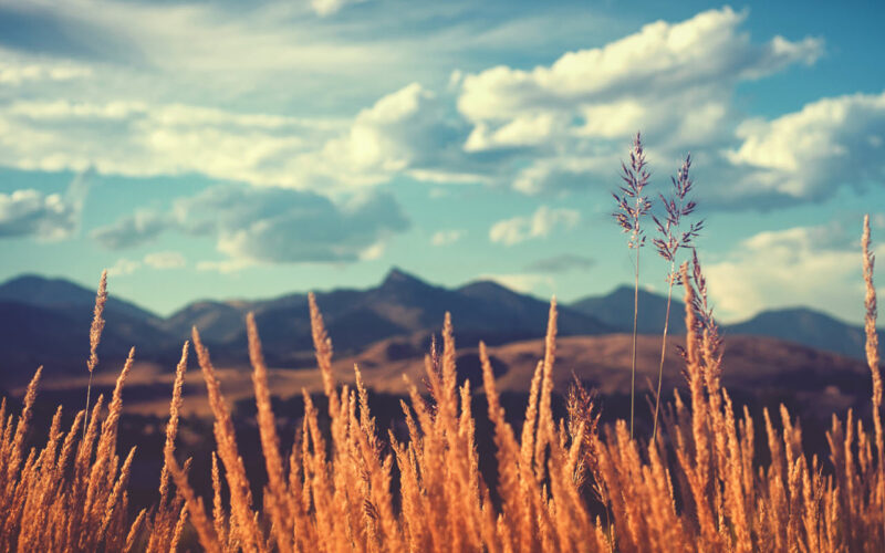 ảnh mùa hè - cánh đồng cỏ lau