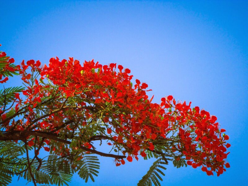 ảnh mùa hè cây phượng vĩ trên bầu trời xanh