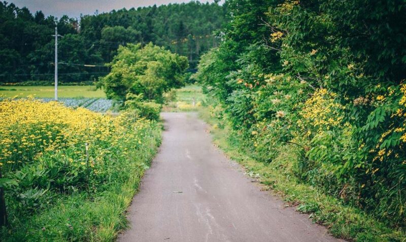 ảnh mùa hè nơi làng quê buồn