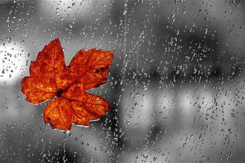 ảnh mưa rơi rụng rời chiếc lá cuối cùng