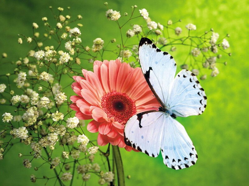 Frühlingsfoto - weißer Schmetterling und Blume