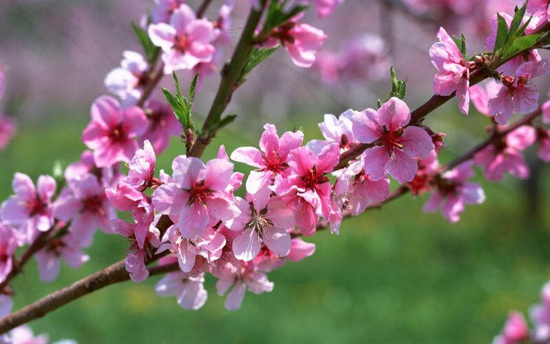 Frühlingsfoto - Pfirsichzweig am Frühlingstag