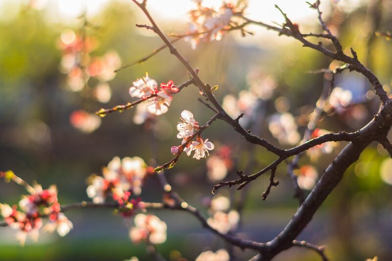 Frühlingsfoto - Pfirsichzweige am frühen Morgen
