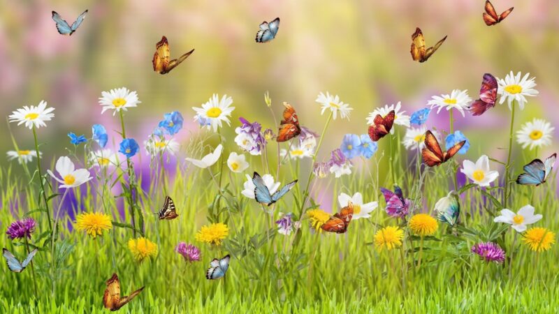 Ảnh mùa xuân - bướm bên hoa cúc