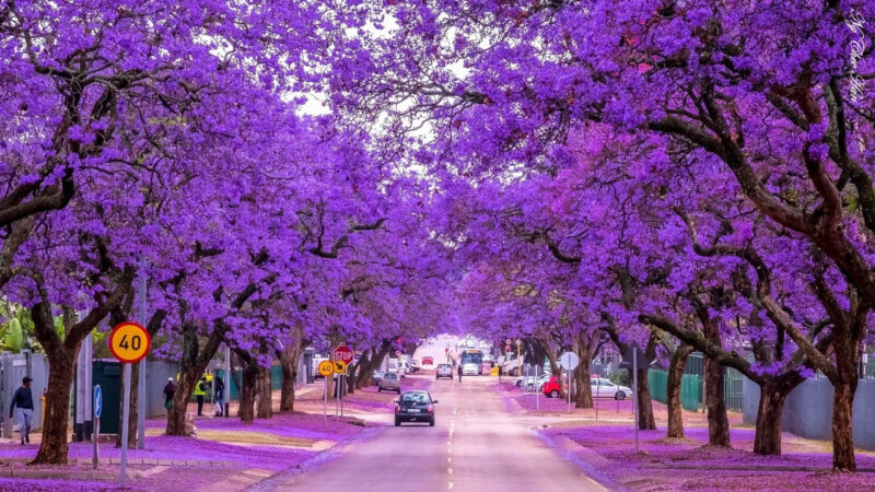 ảnh mùa xuân hoa nở tím trời ở Úc