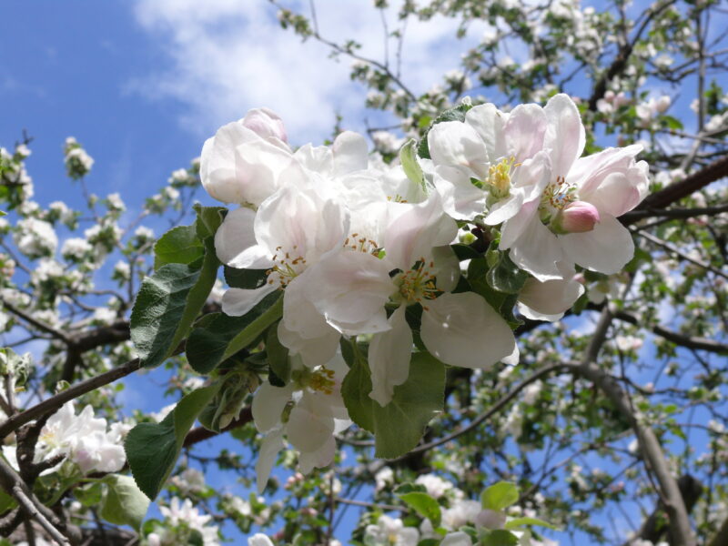 ảnh mùa xuân - những cành hoa trắng đẹp