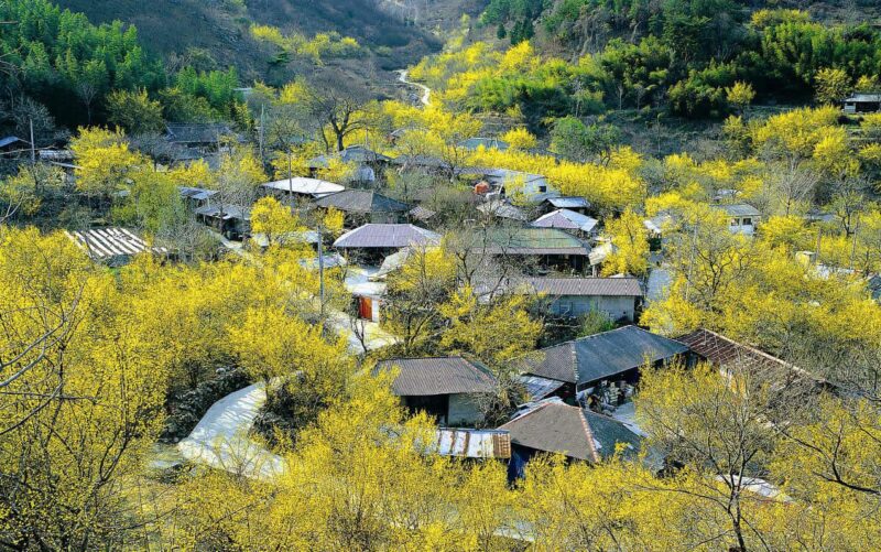 ảnh mùa xuân về trên một làng nhỏ ở Hàn Quốc
