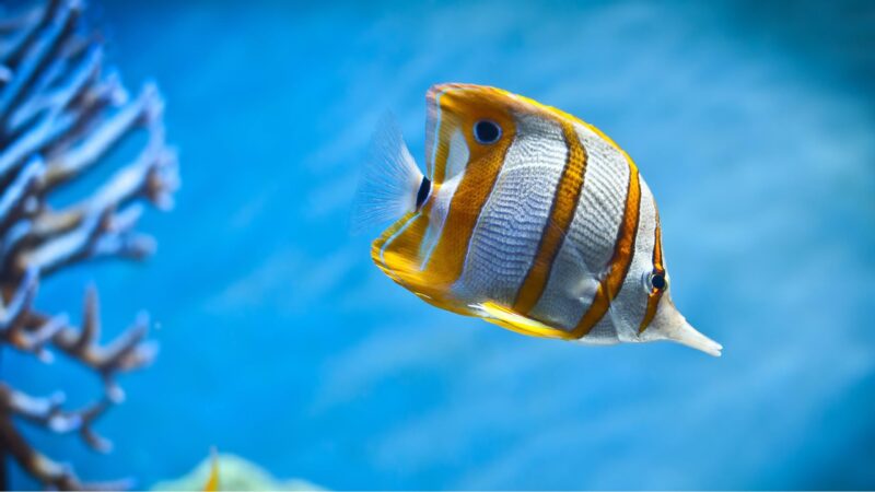 Ảnh nền cá 3D vàng trắng