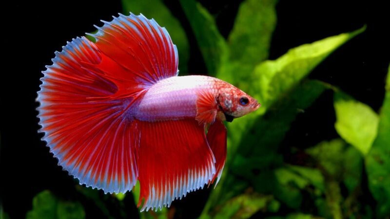 Hình nền cá betta đuôi xanh