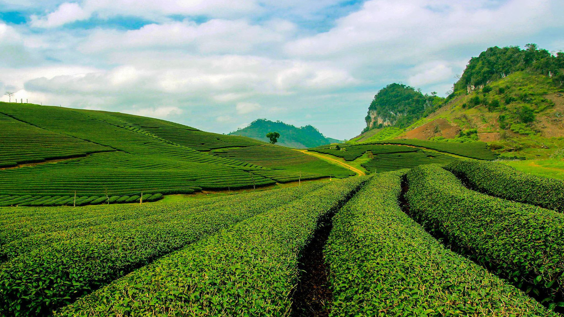 Cảnh đẹp ở cánh đồng sen Ninh Bình | Thị trường NLD