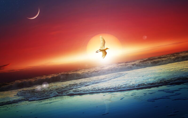 Hình nền mặt trời và những chú chim