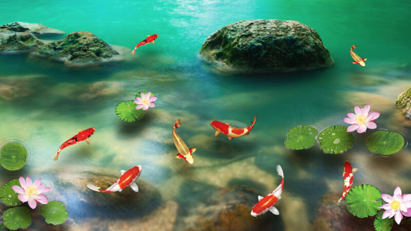 Hintergrundbild eines schwimmenden Feng-Shui-Fisches